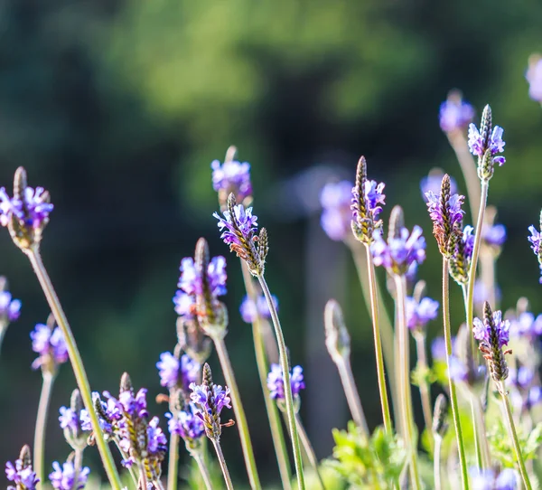 Fioritura fiori di lavanda — Foto Stock