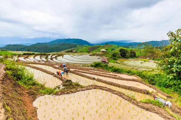 Campo de arroz em pa pong pieng — Fotografia de Stock