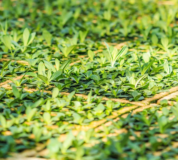 Flower seedlings cultivation — Stock Photo, Image