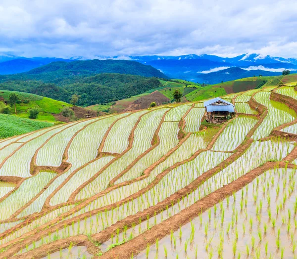 Campo di riso in pa pong pieng — Foto Stock