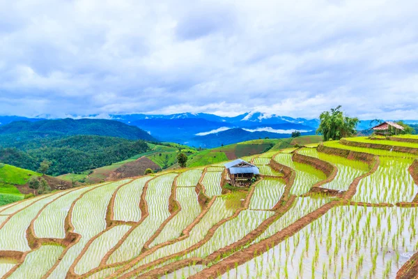 Campo de arroz en pa pong pieng — Foto de Stock