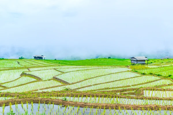 Ryżowe pole w pa ponga pieng — Zdjęcie stockowe