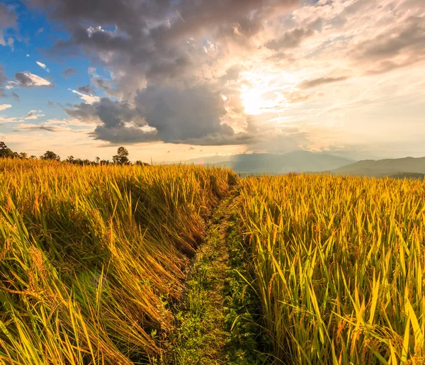 Campo de arroz en Mae Jam Village — Foto de Stock