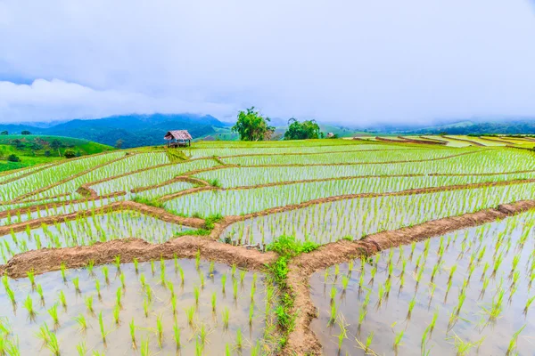 Campo de arroz en pa pong pieng — Foto de Stock