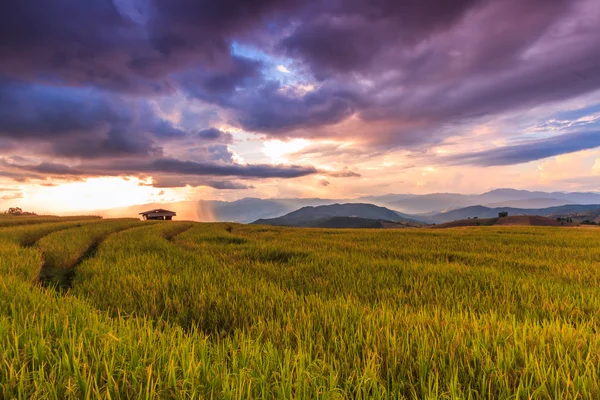 Paddy Field in Mae Jam Village — Stock Photo, Image