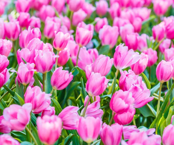 Tulipán virágok virágzó — Stock Fotó