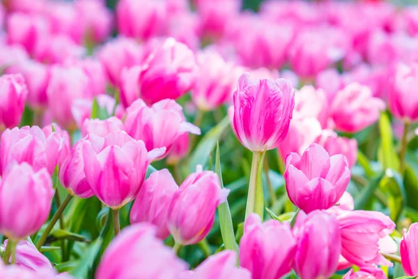 Bloemen van de tulpen in bloei — Stockfoto