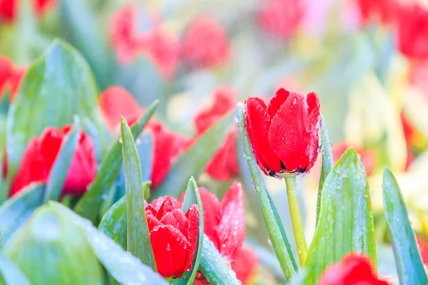 Tulipanes flores floreciendo — Foto de Stock