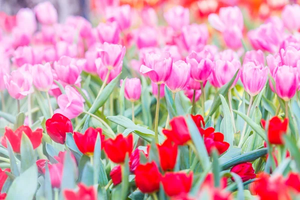 Tulipán virágok virágzó — Stock Fotó