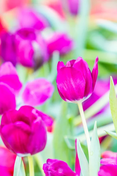 Tulips flowers blooming — Stock Photo, Image