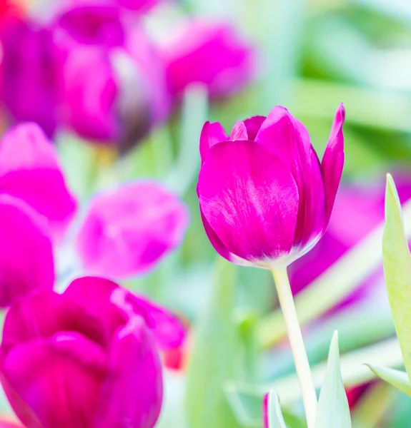 Tulips flowers blooming — Stock Photo, Image
