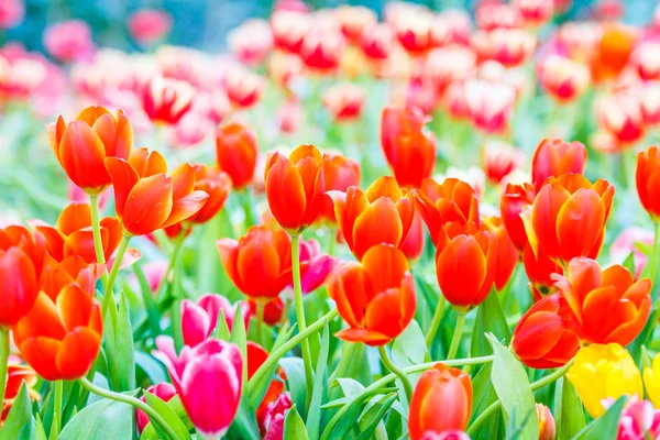 Bloemen van de tulpen in bloei — Stockfoto