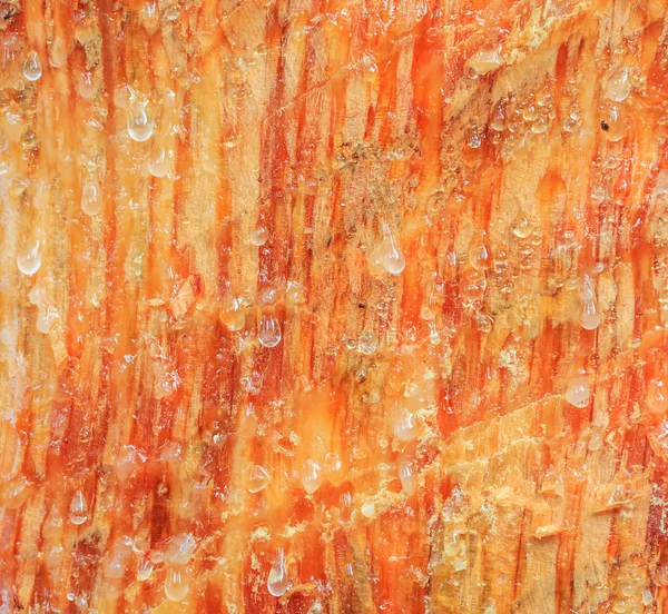 Tree bark texture — Stock Photo, Image