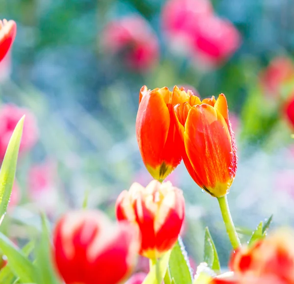 Tulips flowers blooming — Stock Photo, Image