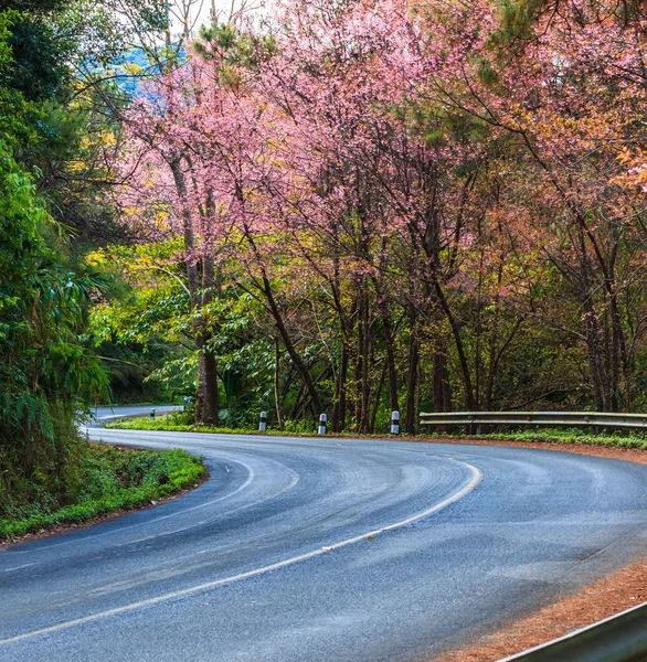 Çiçeği sakura ağaçlar — Stok fotoğraf