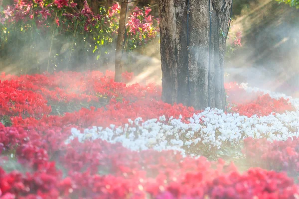 シクラメンの花が咲く — ストック写真