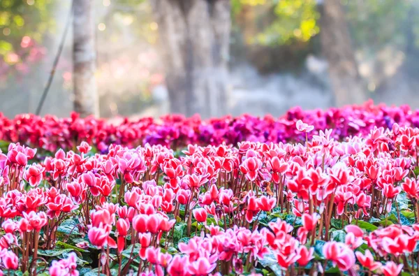 シクラメンの花が咲く — ストック写真