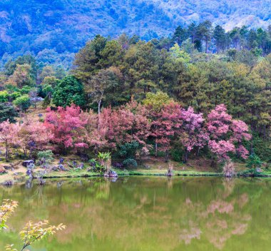 çiçek açan kiraz ağaçları