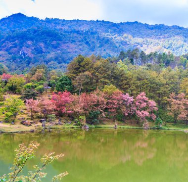 çiçek açan kiraz ağaçları