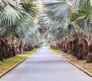 green palm trees