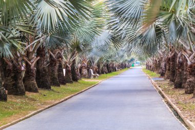 green palm trees