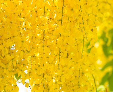 Cassia fistül çiçekler