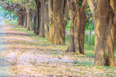 çiçek açan pembe Tabebuia rosea çiçekler