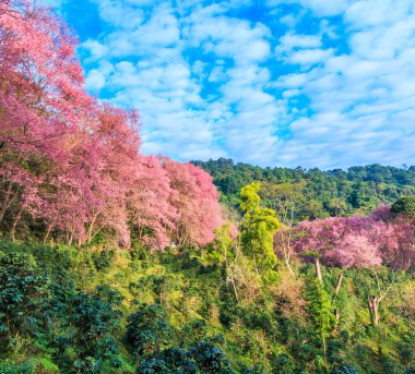 çiçek açan kiraz ağaçları