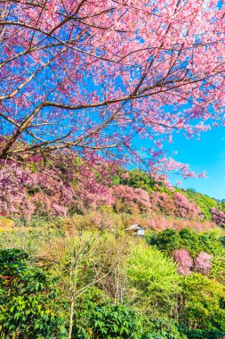 çiçek açan kiraz ağaçları