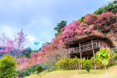 çiçek açan kiraz ağaçları