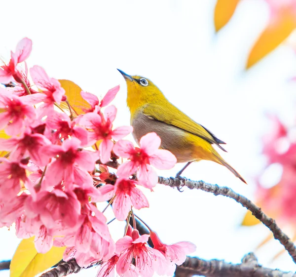 Weißaugenvogel — Stockfoto