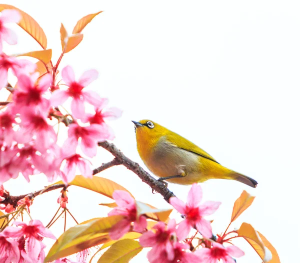 Brilvogels vogel — Stockfoto