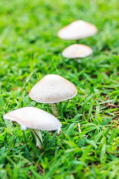 Vita svampar i gräs — Stockfoto