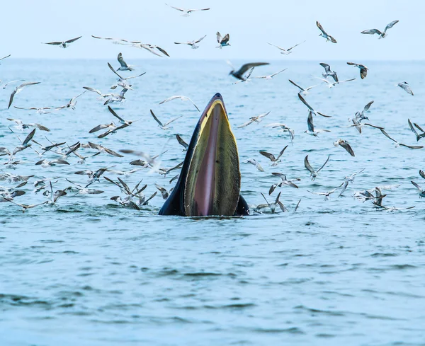 Whale eating fish — Stock Photo, Image