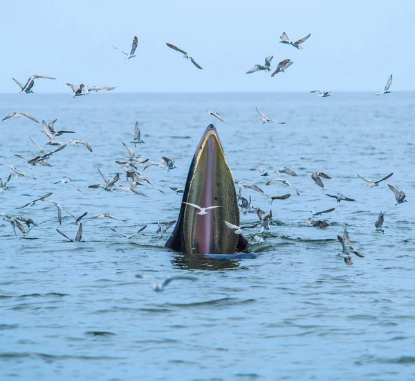 クジラが魚を食べる — ストック写真