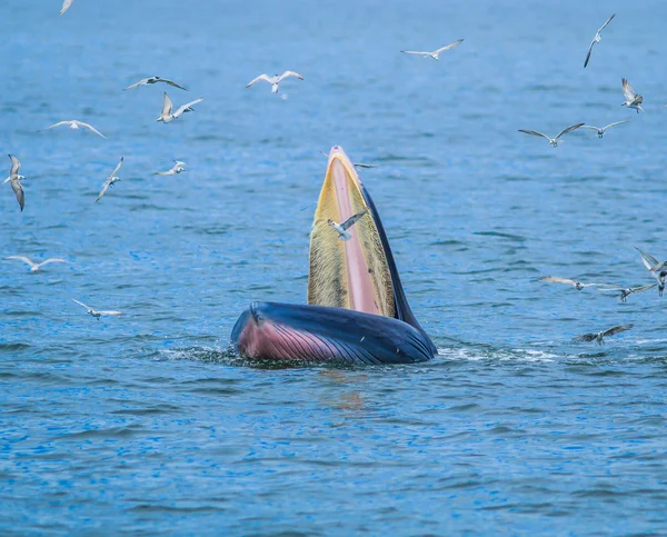 Whale eating fish — Stock Photo, Image