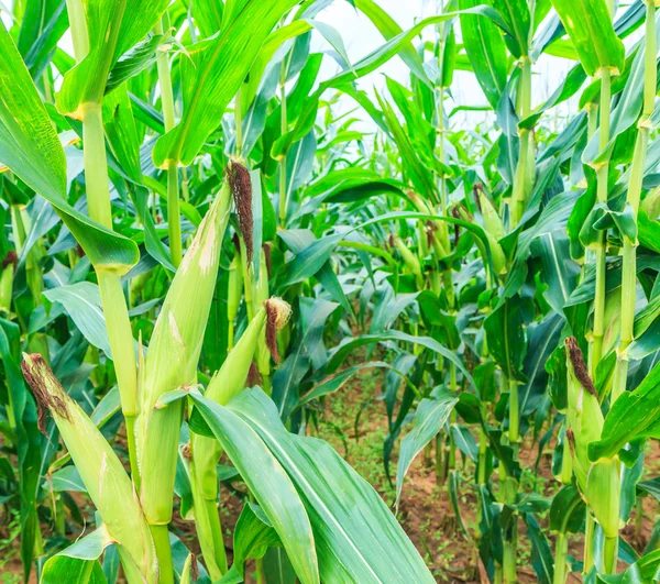 Yellow Corn cobs — Stock Photo, Image