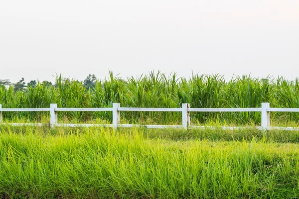 Wooden fence and grass — Stock Photo, Image