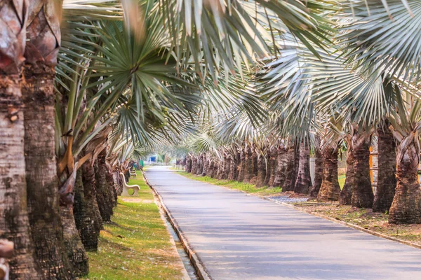 Green palm trees — Stockfoto