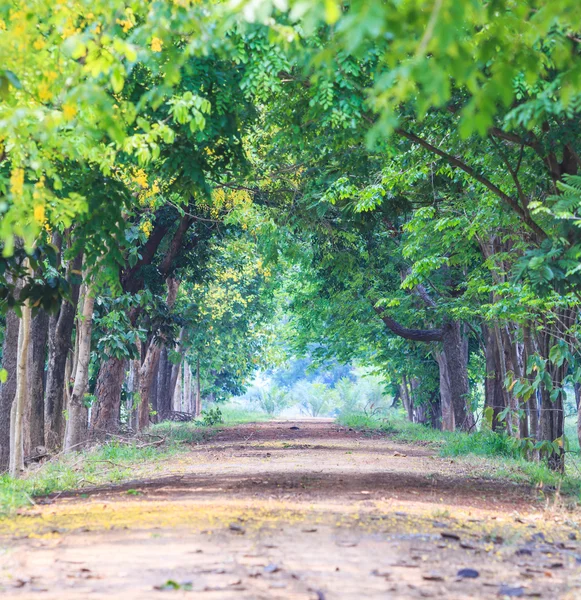 Sentier dans le tunnel des arbres — Photo