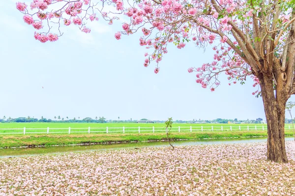 Kvetoucí květiny růžové Tabebuia rosea — Stock fotografie