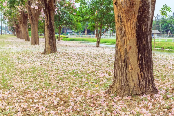 Kvetoucí květiny růžové Tabebuia rosea — Stock fotografie