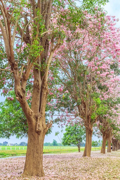 Çiçek açan pembe Tabebuia rosea çiçekler — Stok fotoğraf