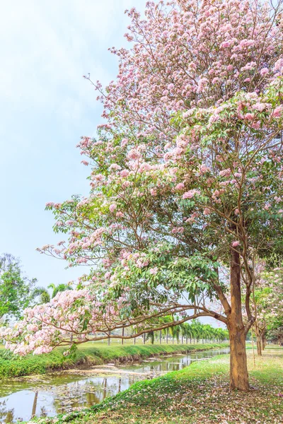 Bloeiende roze Tabebuia rosea bloemen — Stockfoto