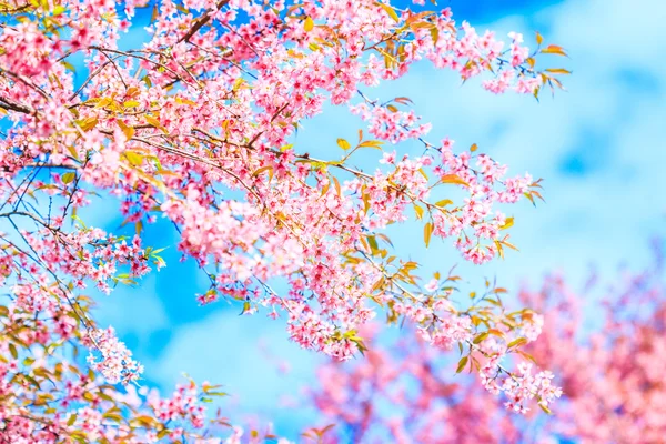 Alberi di ciliegio in fiore — Foto Stock