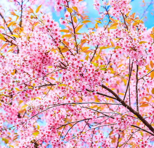 Цвітіння сакури — стокове фото