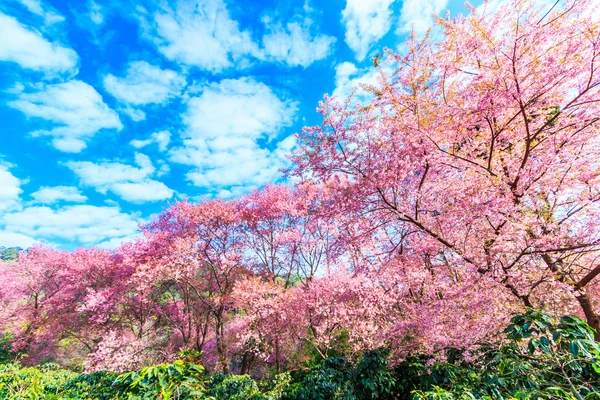 Çiçek açan kiraz ağaçları — Stok fotoğraf