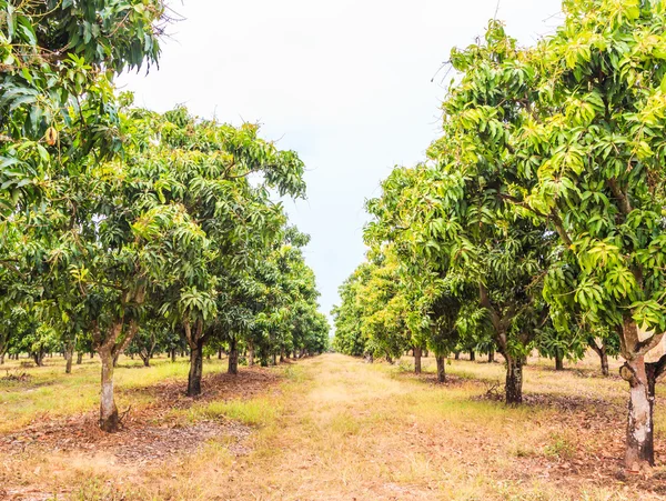 Huerto de frutas de mango — Foto de Stock