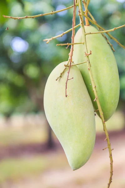 Zelené mango ovoce — Stock fotografie