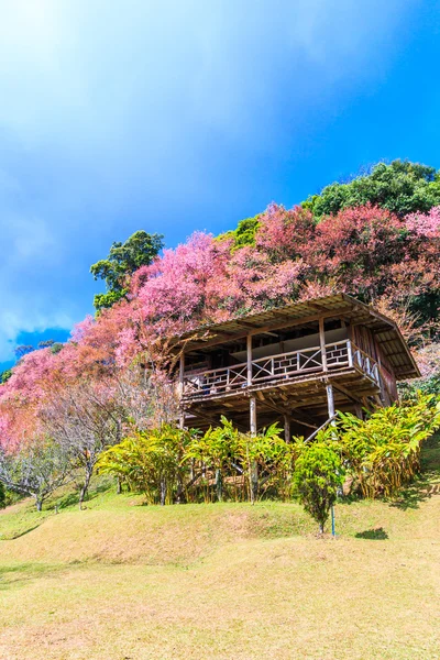 Alberi di ciliegio in fiore — Foto Stock